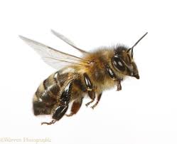 h0neybee.com ®