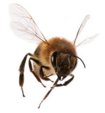 h0neybee.com ®